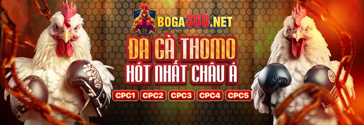 Cẩm nang cá cược Thomo hôm nay, hình ảnh trường gà chuyên nghiệp